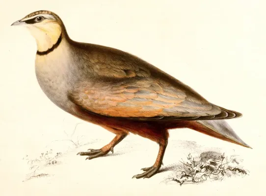 File:Pterocles gutturalis.jpg