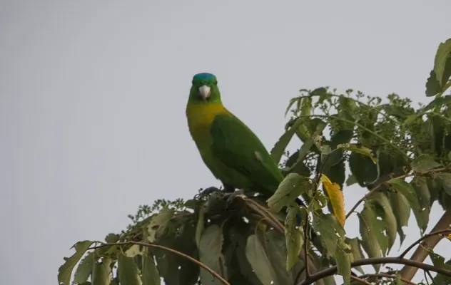 File:Prioniturus flavicans -North Sulawesi, Indonesia-8 (cropped).jpg