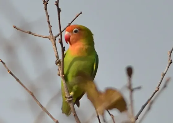 File:Agapornis lilianae (Zambia) (cropped).jpg