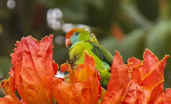 File:Loriculus philippensis, Mindanao (cropped).jpg