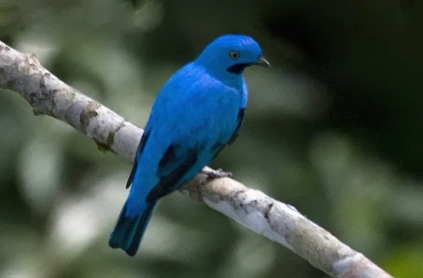File:Plum-throated Cotinga (Cotinga maynana) (16781121739) (cropped).jpg
