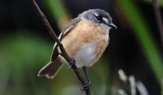 File:Polystictus superciliaris - Grey-backed Tachuri (cropped).JPG