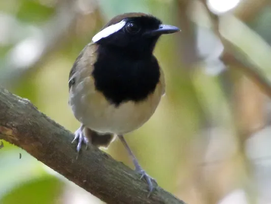 File:Conopophaga aurita - Chestnut-belted gnateater (cropped).jpg
