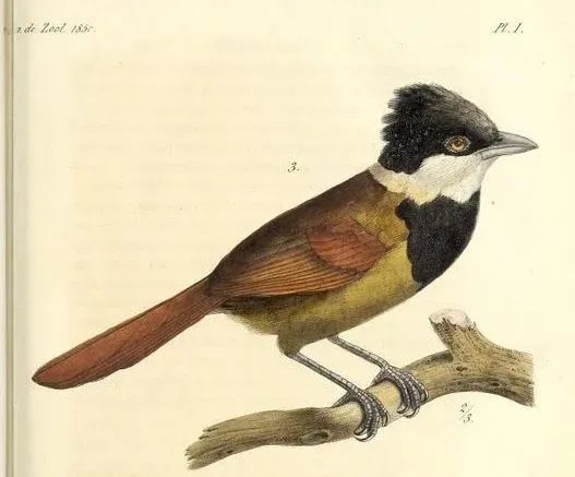 File:Biatas nigropectus (cropped).jpg