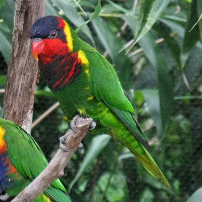 File:Trichoglossus ornatus -Nashville Zoo-8a-4c.jpg
