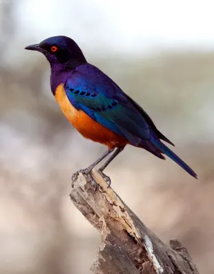 File:Lamprotornis hildebrandti -Tanzania-8-2c.jpg