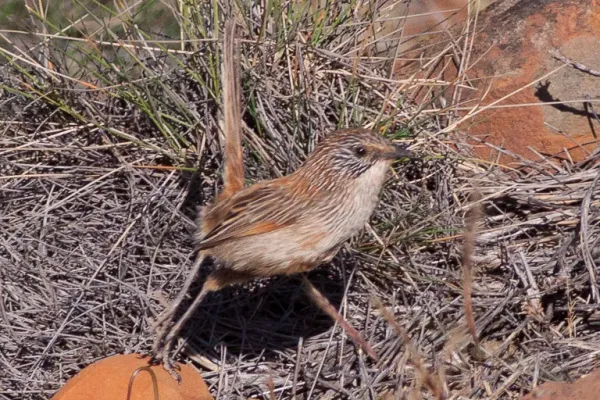 File:Short-tailed Grasswren (Amytornis merrotsyi) (cropped).jpg