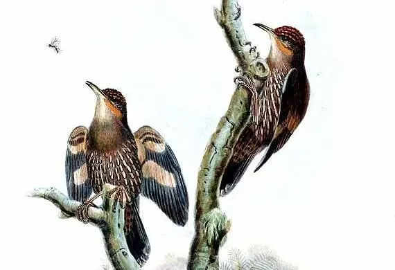 File:Cormobates placens by John Gould (cropped).jpg