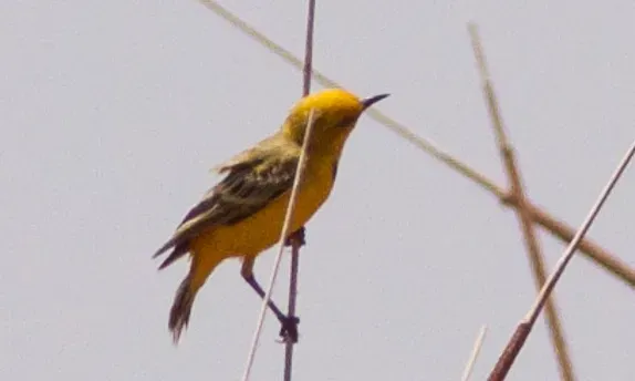 File:Yelllow Chat (Epthianura crocea) (cropped).jpg