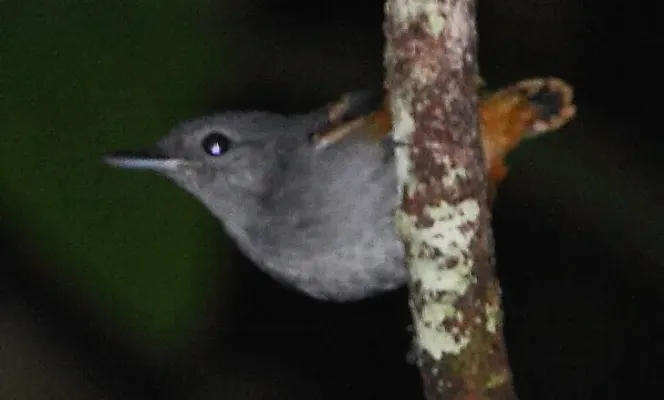 File:Isleria guttata - Rufous-bellied Antwren (male) (cropped).JPG