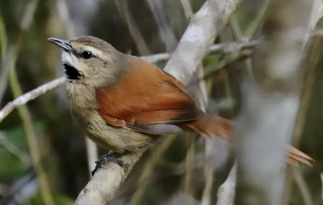 File:Synallaxis scutata - Ochre-cheeked Spinetail; Poções, Bahia, Brazil (cropped).jpg