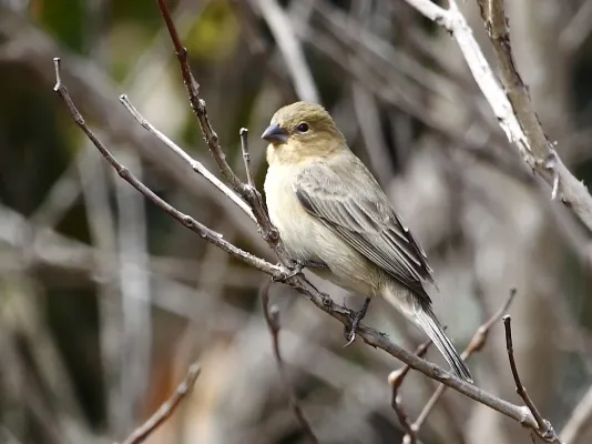 File:Sporophila plumbea - Plumbeous Seedeater (female); Serra da Canastra National Park, Minas Gerais, Brazil.jpg