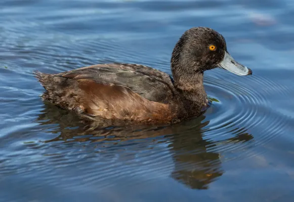 File:Aythya novaeseelandiae, Lake Victoria, Christchurch, New Zealand.jpg