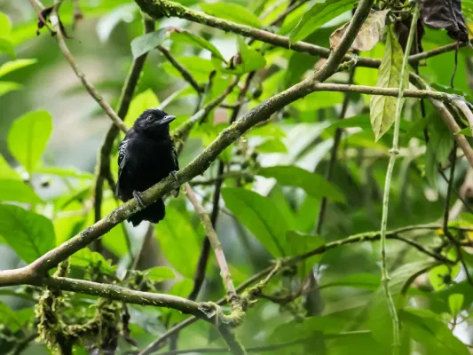 File:Thamnophilus cryptoleucus - Castelnau's Antshrike.jpg