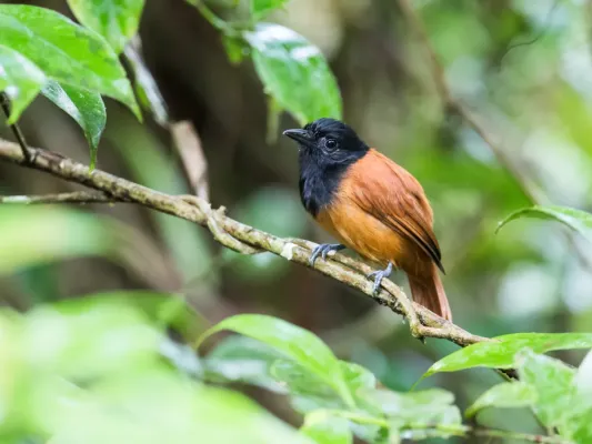 File:Thamnophilus praecox - Cocha Antshrike - female.jpg