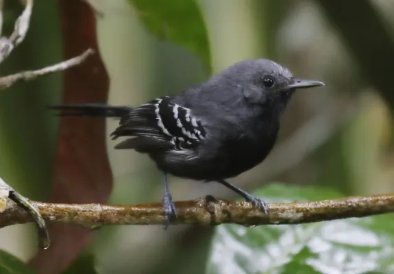 File:Formicivora iheringi - Narrow-billed antwren (male) (cropped).jpg