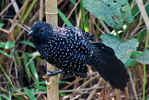 File:Mackenziaena leachii -Piraju, Sao Paulo, Brazil-8 (cropped).jpg