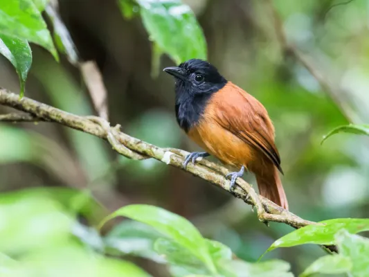 File:Thamnophilus praecox - Cocha Antshrike - female (cropped).jpg