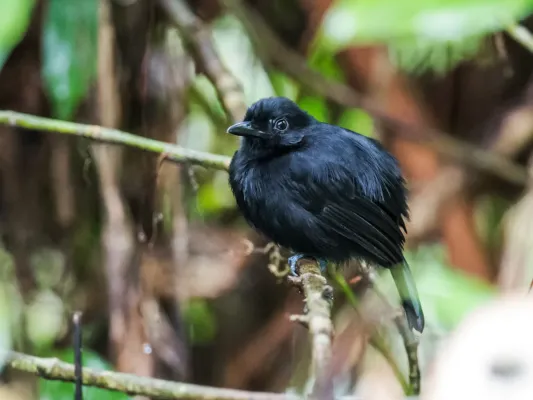File:Thamnophilus praecox - Cocha Antshrike - male (cropped).jpg