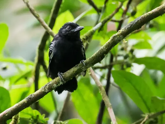 File:Thamnophilus cryptoleucus - Castelnau's Antshrike (cropped).jpg