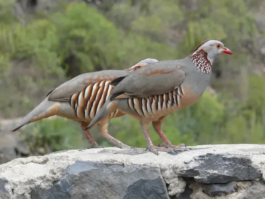 File:Alectoris barbara Tenerife.jpg