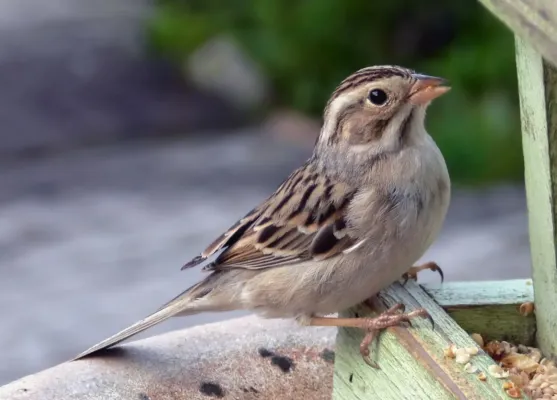 File:Spizella pallida4 edit.jpg