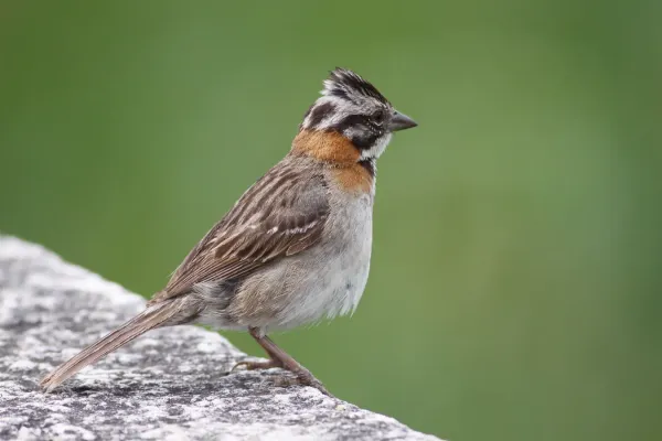 File:Zonotrichia capensis -Buenos Aires, Argentina-8.jpg