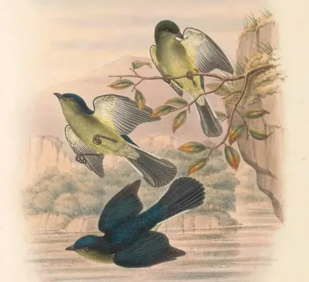 File:Melanocharis longicauda - The Birds of New Guinea (cropped).jpg
