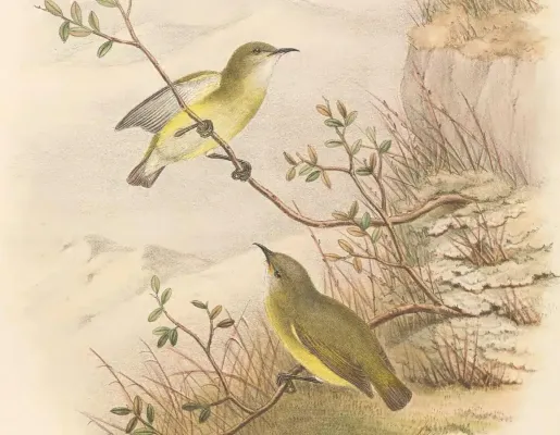 File:Oedistoma pygmaeum - The Birds of New Guinea (cropped2).jpg