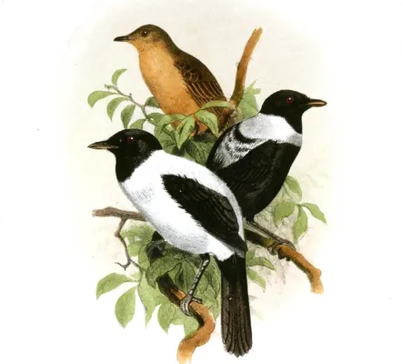File:MonarchaGodeffroyiiSmit (cropped).jpg