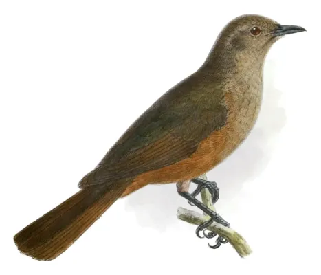 File:Colluricincla woodwardi 1906 (cropped).jpg