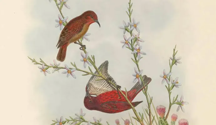 File:Myzomela erythrina - The Birds of New Guinea (cropped).jpg