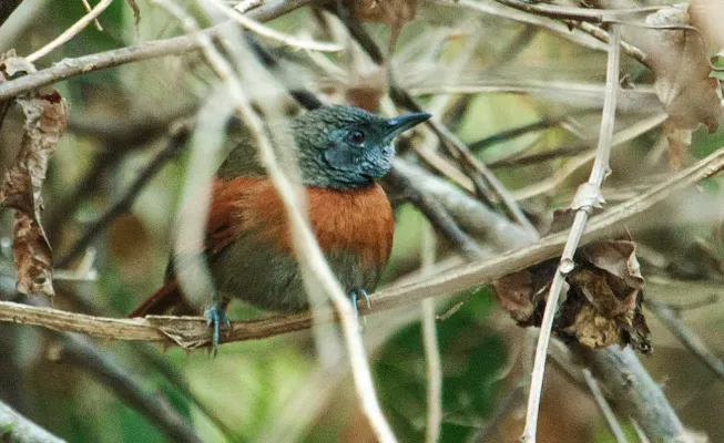 File:Synallaxis erythrothorax - Rufous-breasted Spinetail (cropped).jpg