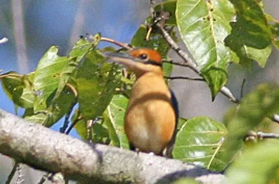 File:Cinnamon-banded Kingfisher (Todiramphus australasia) (cropped).jpg