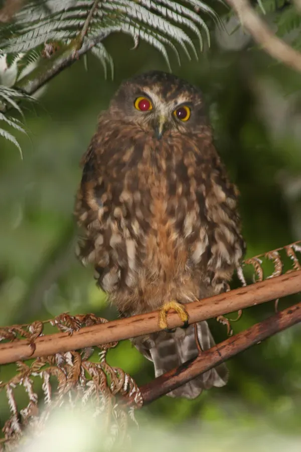 File:Southern Boobook (Ninox novaeseelandiae).JPG