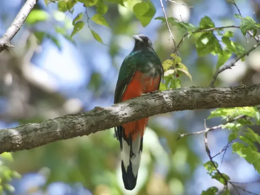 File:Euptilotis neoxenus 98997346.jpg