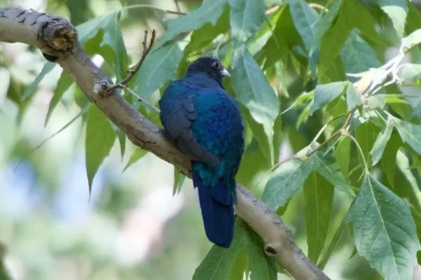 File:Euptilotis neoxenus 98997364.jpg