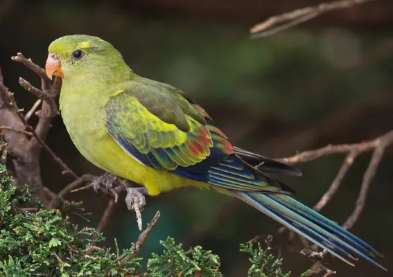 File:Polytelis anthopeplus 2 edit1.jpg