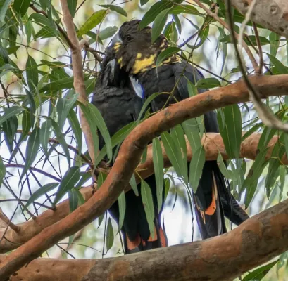 File:Calyptorhynchus lathami Glossy Black Cockatoo pair 03.jpg