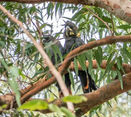 File:Calyptorhynchus lathami Glossy Black Cockatoo pair 01.jpg