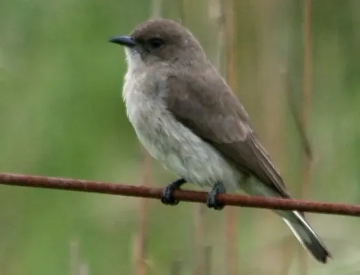 File:Wahlberg's Honeyguide (Prodotiscus regulus)2 (cropped).jpg