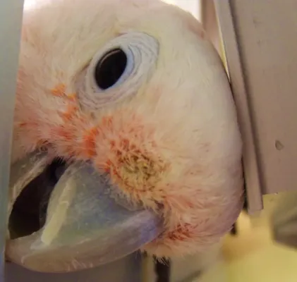 File:Cacatua goffiniana -pet -head-8a.jpg