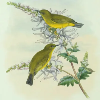 File:Zosterops rendovae - The Birds of New Guinea 2.jpg