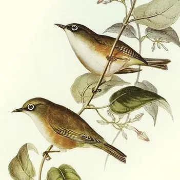 File:Zosterops albogularis.jpg