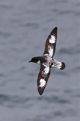 File:Daption capense -west of Falkland Islands-8.jpg