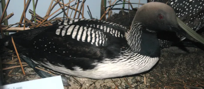 File:Gavia pacifica (Pacific loon).jpg