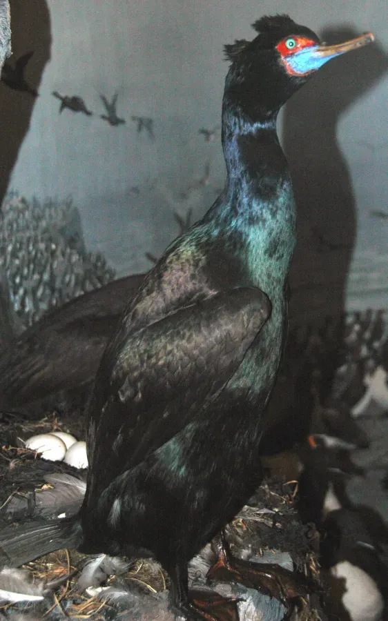 File:Phalacrocorax urile (red-faced cormorant).jpg