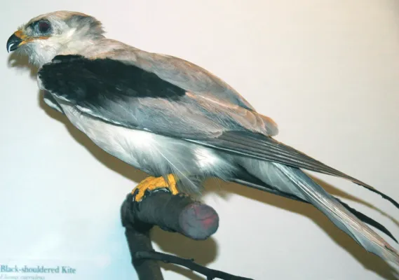 File:Elanus leucurus (white-tailed kite).jpg