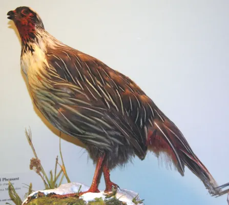 File:Ithaginis cruentus (blood pheasant).jpg