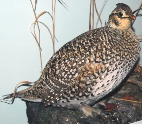 File:Tympanuchus phasianellus (sharp-tailed grouse).jpg
